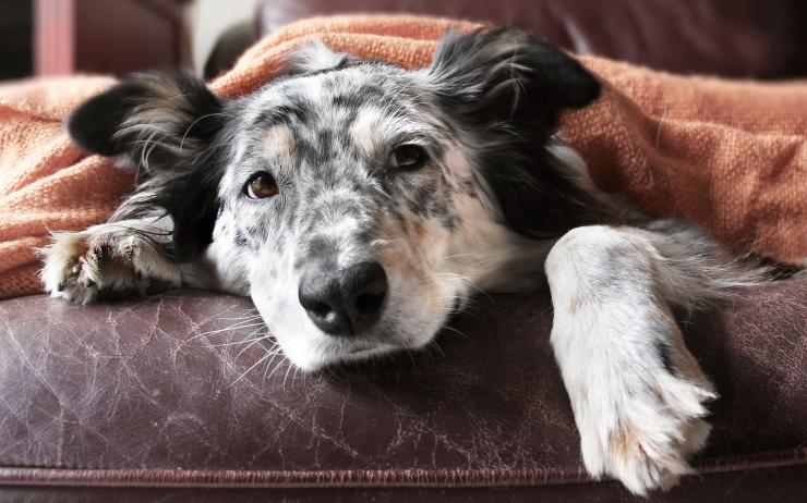 schilddrusenunterfunktion bei hunden was tun anifit naturliche tiernahrung