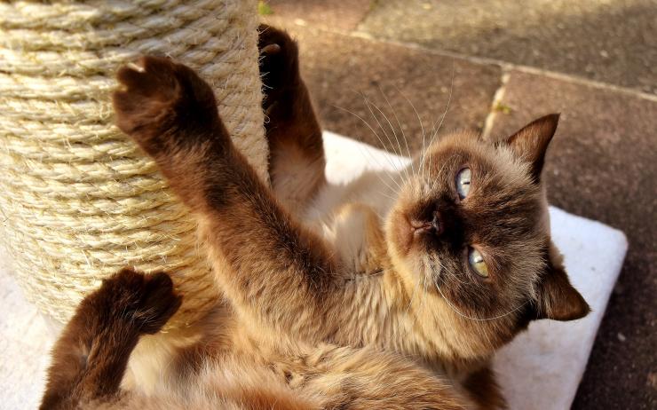 Comment Occuper Votre Chat Avec Des Jouets Pour Chats D Interieur Anifit Nourriture Saine Et Naturelle Pour Chiens Et Chats