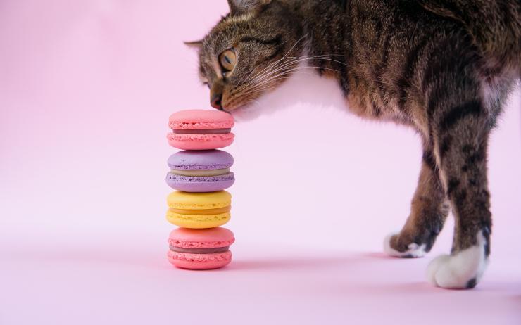 Diabetes Mellitus Bei Der Katze Anifit Naturliche Tiernahrung