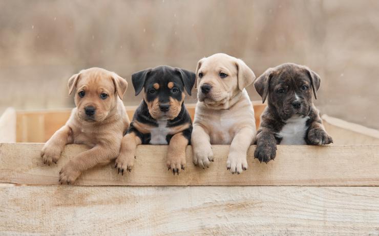 Das Neue Hundefutter Fur Junghunde Anifit Naturliche Tiernahrung