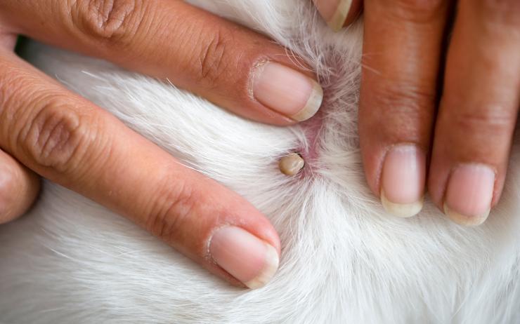 zecken bei katzen und hunden anifit naturliche tiernahrung