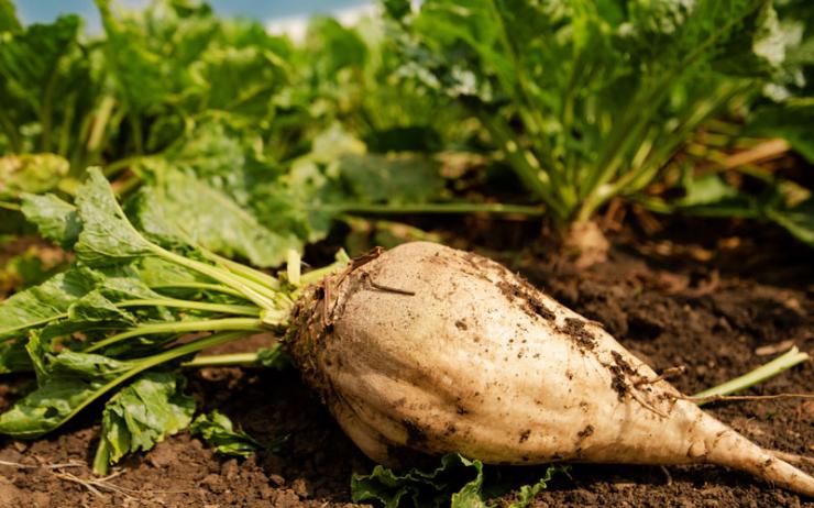 Ballaststoffe für Hunde Rübentrockenschnitzel im Futter ANiFiT