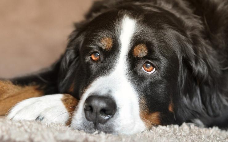 Maladies Du Foie Chez Le Chat Et Le Chien Anifit Suisse