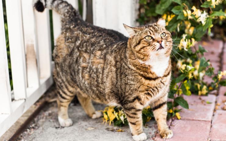 Mette il gatto a dieta perché è in sovrappeso: la notte lo trova mentre  tenta di aprire il contenitore del cibo 