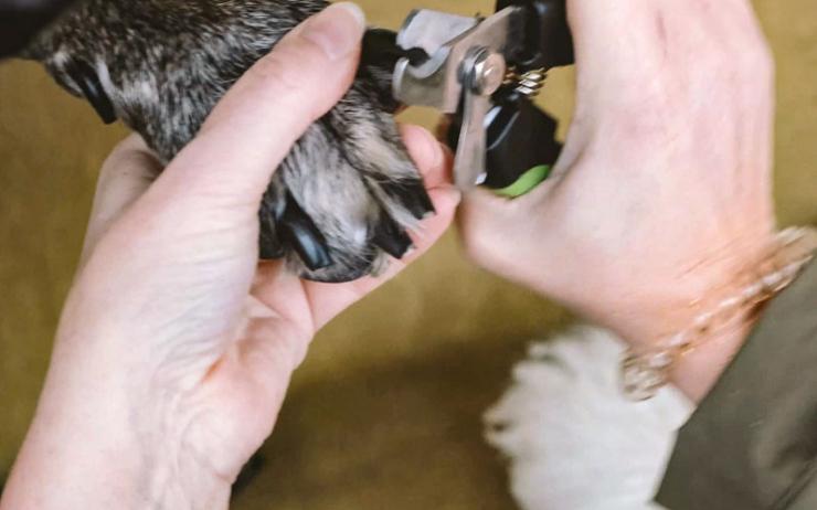 Hverdage Slumber Begrænse Krallen schneiden beim Hund – Anleitung - ANiFiT Schweiz