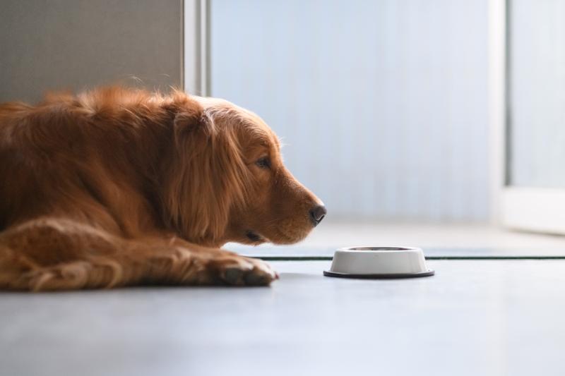 Futterumstellung Beim Hund Tipps Und Tricks Fur Ein Morgen Ohne Sorgen Anifit Naturliche Tiernahrung