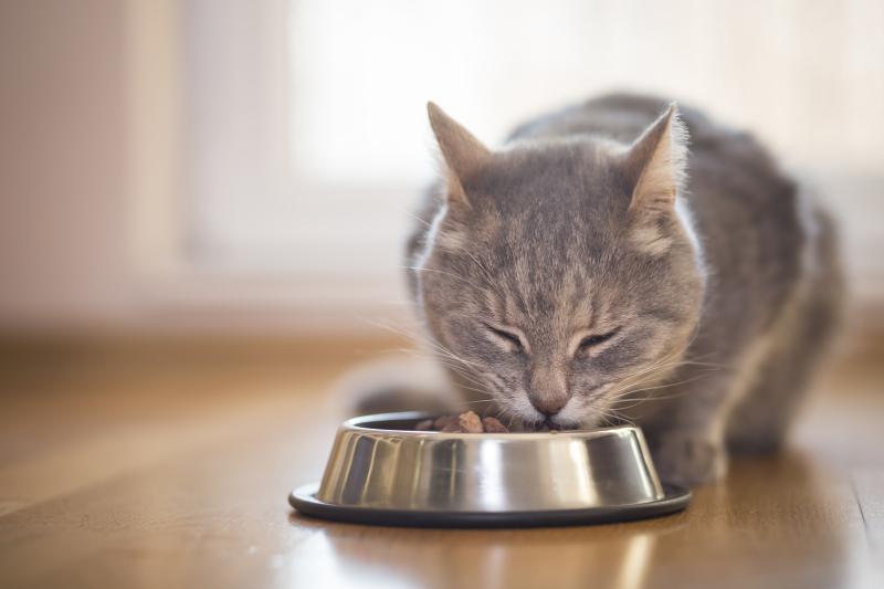 Nahrungsumstellung bei der Katze ANiFiT Nat rliche 