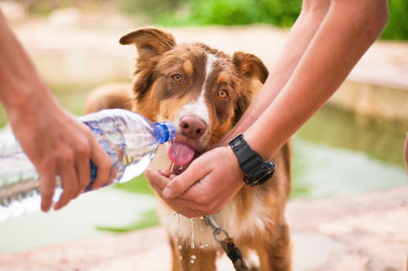 Wieviel Wasser sollen Hunde und Katzen trinken? ANiFiT Natürliche