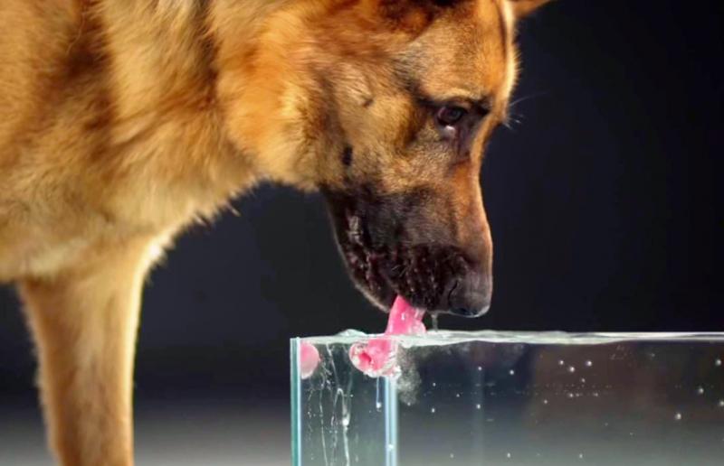 Wieviel Wasser sollen Hunde und Katzen trinken? ANiFiT Natürliche
