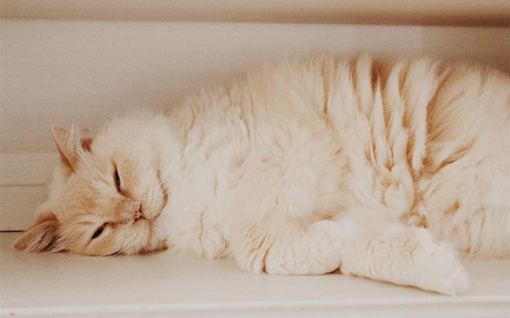 Katze Gallenstau