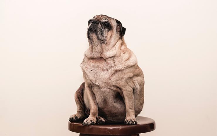 Ubergewicht Bei Hunden Was Tun Anifit Naturliche Tiernahrung