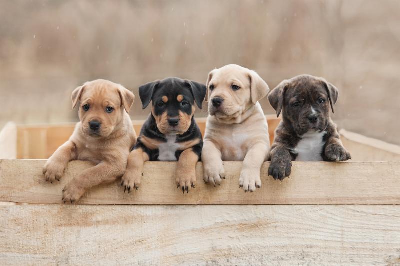 Il cibo per cuccioli supporta la crescita dei giovani cani - ANiFiT -  Alimentazione sana e naturale per cani e gatti