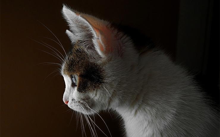 das hunde katzen abc von anifit 26 facts rund um unsere haustiere anifit naturliche tiernahrung