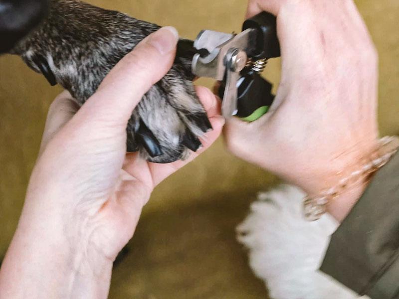 Tipps zum richtigen Krallen schneiden beim Hund