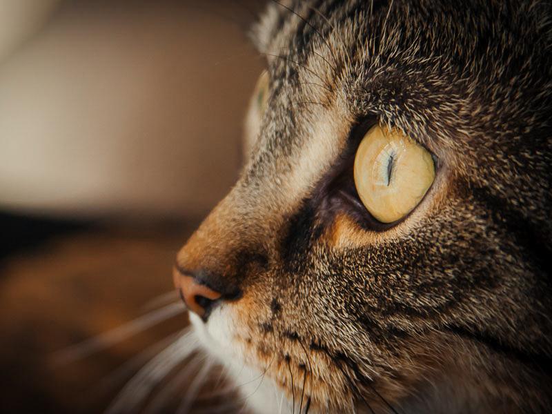 Katzenauge entzündet? Alle Augenkrankheiten