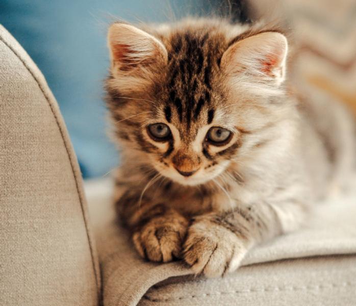 Kätzchen auf einem Sofa
