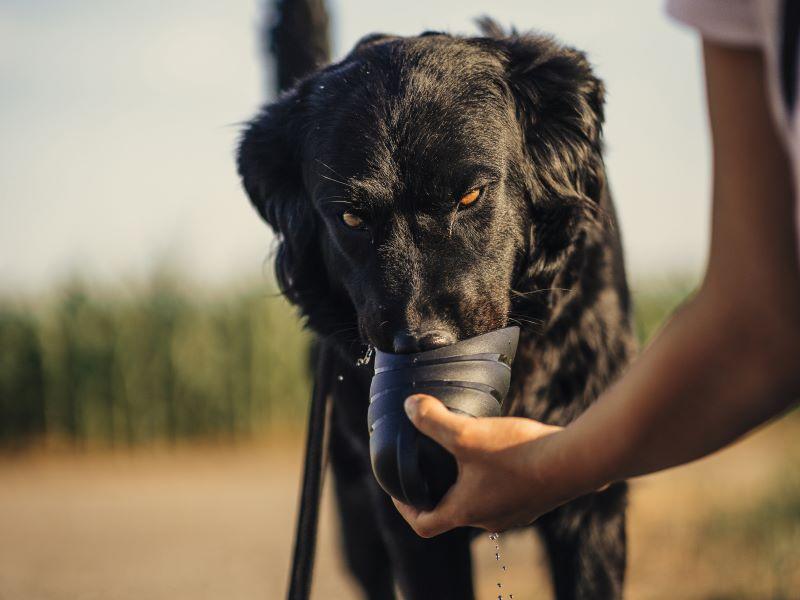 Il cane beve acqua
