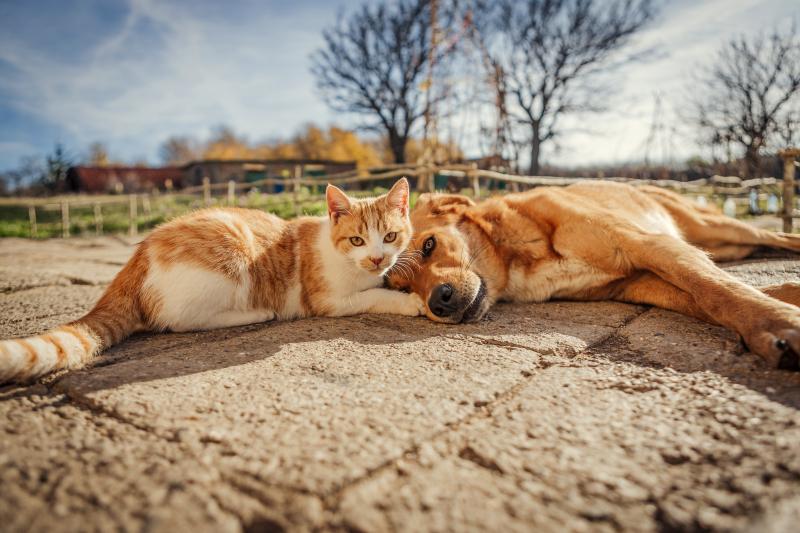 Natural Dog and Cat Food ANiFiT Schweiz