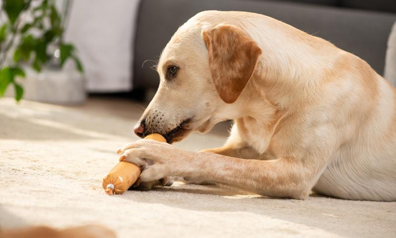 Cane con salsiccia per cani