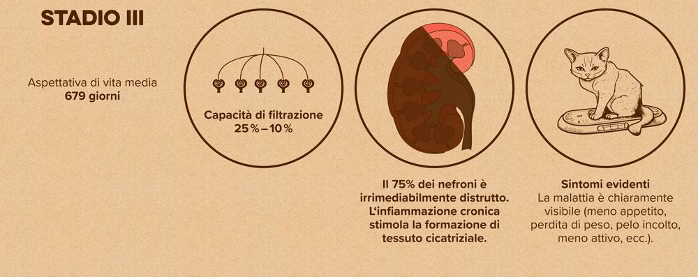 I problemi renali nei gatti e i gli effetti sulla loro salute