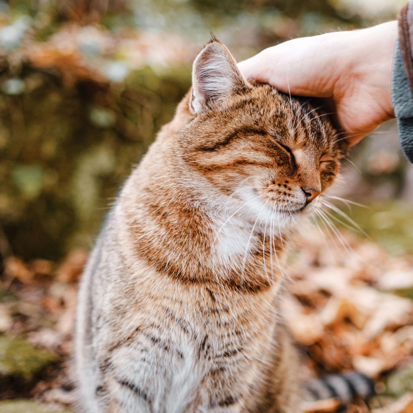 Alimentazione sana e naturale per gatti - ANiFiT Svizzera